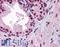 Androgen Receptor antibody, LS-B4133, Lifespan Biosciences, Immunohistochemistry frozen image 