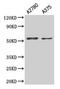 Paired Box 3 antibody, LS-C370095, Lifespan Biosciences, Western Blot image 