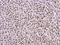 BRMS1 Like Transcriptional Repressor antibody, PA5-32016, Invitrogen Antibodies, Immunohistochemistry paraffin image 