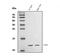 Cytochrome C Oxidase Subunit 6B1 antibody, A10285-2, Boster Biological Technology, Western Blot image 