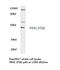 Prokineticin Receptor 1 antibody, LS-C177302, Lifespan Biosciences, Western Blot image 