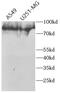 Toll Like Receptor Adaptor Molecule 1 antibody, FNab10396, FineTest, Western Blot image 