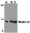 Ubiquitin Conjugating Enzyme E2 N antibody, A02462-1, Boster Biological Technology, Western Blot image 