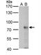 Ring Finger Protein 168 antibody, NBP2-20178, Novus Biologicals, Western Blot image 