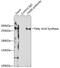 FAS antibody, GTX35200, GeneTex, Immunoprecipitation image 