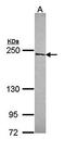 Nuclear Mitotic Apparatus Protein 1 antibody, orb73973, Biorbyt, Western Blot image 