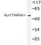 Nuclear Receptor Subfamily 4 Group A Member 1 antibody, LS-C177440, Lifespan Biosciences, Western Blot image 