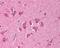 BCL10 Immune Signaling Adaptor antibody, 49-613, ProSci, Immunohistochemistry frozen image 