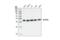 Beta-Actin antibody, 4967L, Cell Signaling Technology, Western Blot image 