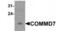 COMM Domain Containing 7 antibody, NBP2-42124, Novus Biologicals, Western Blot image 