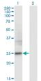 Fibronectin Type III Domain Containing 4 antibody, H00064838-M01, Novus Biologicals, Western Blot image 