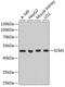 Extracellular matrix protein 1 antibody, 15-893, ProSci, Western Blot image 