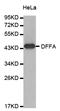 DNA Fragmentation Factor Subunit Alpha antibody, LS-C330980, Lifespan Biosciences, Western Blot image 