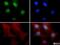 PLU-1 antibody, NBP1-97310, Novus Biologicals, Immunofluorescence image 