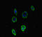 Coagulation Factor V antibody, LS-C677872, Lifespan Biosciences, Immunofluorescence image 