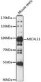 MICAL Like 1 antibody, LS-C750509, Lifespan Biosciences, Western Blot image 