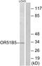 Olfactory Receptor Family 51 Subfamily B Member 5 antibody, PA5-39817, Invitrogen Antibodies, Western Blot image 