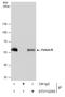 Fetuin B antibody, GTX112260, GeneTex, Immunoprecipitation image 