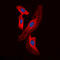 Fragile Histidine Triad Diadenosine Triphosphatase antibody, LS-C352195, Lifespan Biosciences, Immunofluorescence image 