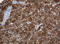 c-Kit antibody, LS-C175533, Lifespan Biosciences, Immunohistochemistry frozen image 