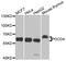 Programmed Cell Death 4 antibody, orb136860, Biorbyt, Western Blot image 
