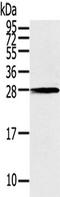 THAP Domain Containing 3 antibody, TA351800, Origene, Western Blot image 
