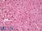 Vinculin antibody, LS-B8515, Lifespan Biosciences, Immunohistochemistry frozen image 