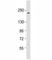 5 -3 exoribonuclease 1 antibody, F53476-0.4ML, NSJ Bioreagents, Western Blot image 