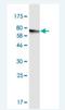 Centrosomal Protein 55 antibody, H00055165-M05-100ug, Novus Biologicals, Western Blot image 