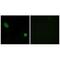 Alkaline Ceramidase 3 antibody, A10457, Boster Biological Technology, Immunofluorescence image 