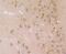 THO Complex 1 antibody, NBP2-75521, Novus Biologicals, Immunohistochemistry paraffin image 