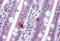 Programmed Cell Death 1 antibody, MBS241303, MyBioSource, Immunohistochemistry frozen image 