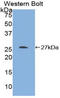 Transforming Growth Factor Beta 1 Induced Transcript 1 antibody, LS-C296763, Lifespan Biosciences, Western Blot image 