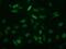 ECRG4 Augurin Precursor antibody, MA5-25503, Invitrogen Antibodies, Immunocytochemistry image 