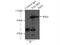 Palmdelphin antibody, 16531-1-AP, Proteintech Group, Immunoprecipitation image 