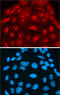 G Protein Nucleolar 3 antibody, AF1638, R&D Systems, Immunofluorescence image 