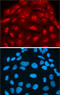 G Protein Nucleolar 3 antibody, AF1638, R&D Systems, Immunofluorescence image 