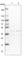 Glutaredoxin 3 antibody, HPA028941, Atlas Antibodies, Western Blot image 