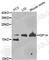 Insulin Like Growth Factor 1 antibody, A3609, ABclonal Technology, Western Blot image 