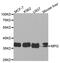 N-Methylpurine DNA Glycosylase antibody, LS-C334049, Lifespan Biosciences, Western Blot image 