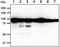 Calnexin antibody, GTX57717, GeneTex, Western Blot image 