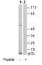 SMAD Family Member 1 antibody, ab80255, Abcam, Western Blot image 