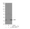 G Protein Subunit Beta 1 antibody, NBP2-16699, Novus Biologicals, Western Blot image 