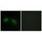 Protein Kinase C Substrate 80K-H antibody, A04992, Boster Biological Technology, Immunofluorescence image 