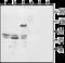 Two Pore Segment Channel 2 antibody, GTX03430, GeneTex, Western Blot image 