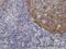 X-C Motif Chemokine Ligand 1 antibody, H00006375-M01, Novus Biologicals, Immunohistochemistry frozen image 