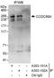 APE antibody, A303-101A, Bethyl Labs, Immunoprecipitation image 