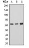 Adenosylhomocysteinase Like 1 antibody, LS-C482880, Lifespan Biosciences, Western Blot image 
