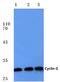 Cyclin G1 antibody, PA5-36050, Invitrogen Antibodies, Western Blot image 