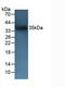 CD72 Molecule antibody, LS-C314735, Lifespan Biosciences, Western Blot image 